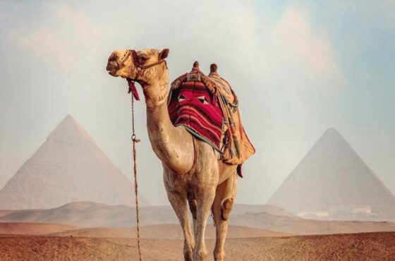 Un día a El Cairo en Autobús – Desde Sharm El Sheikh